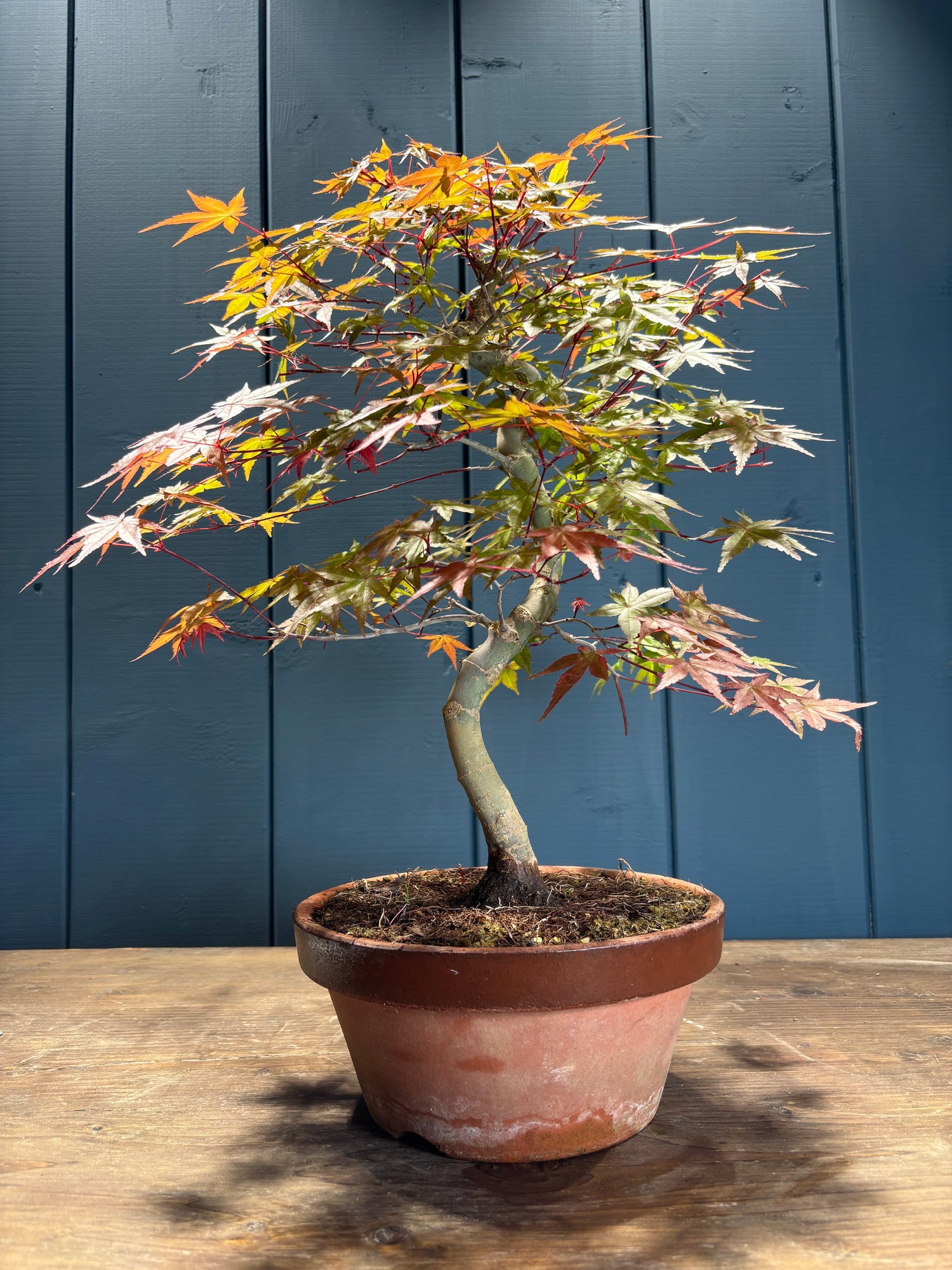Acer palmatum 'Deshojo' (Erable du Japon)