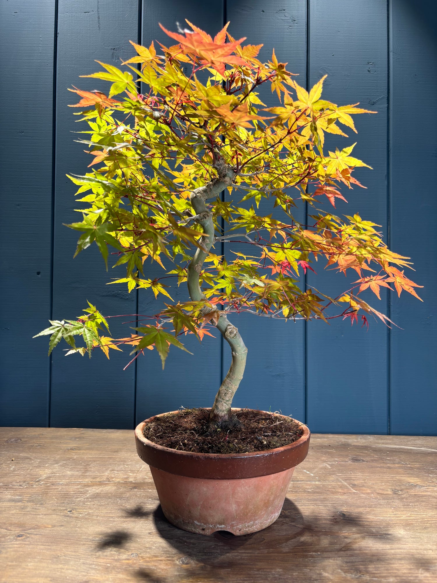 Acer palmatum 'Deshojo' (Erable du Japon)