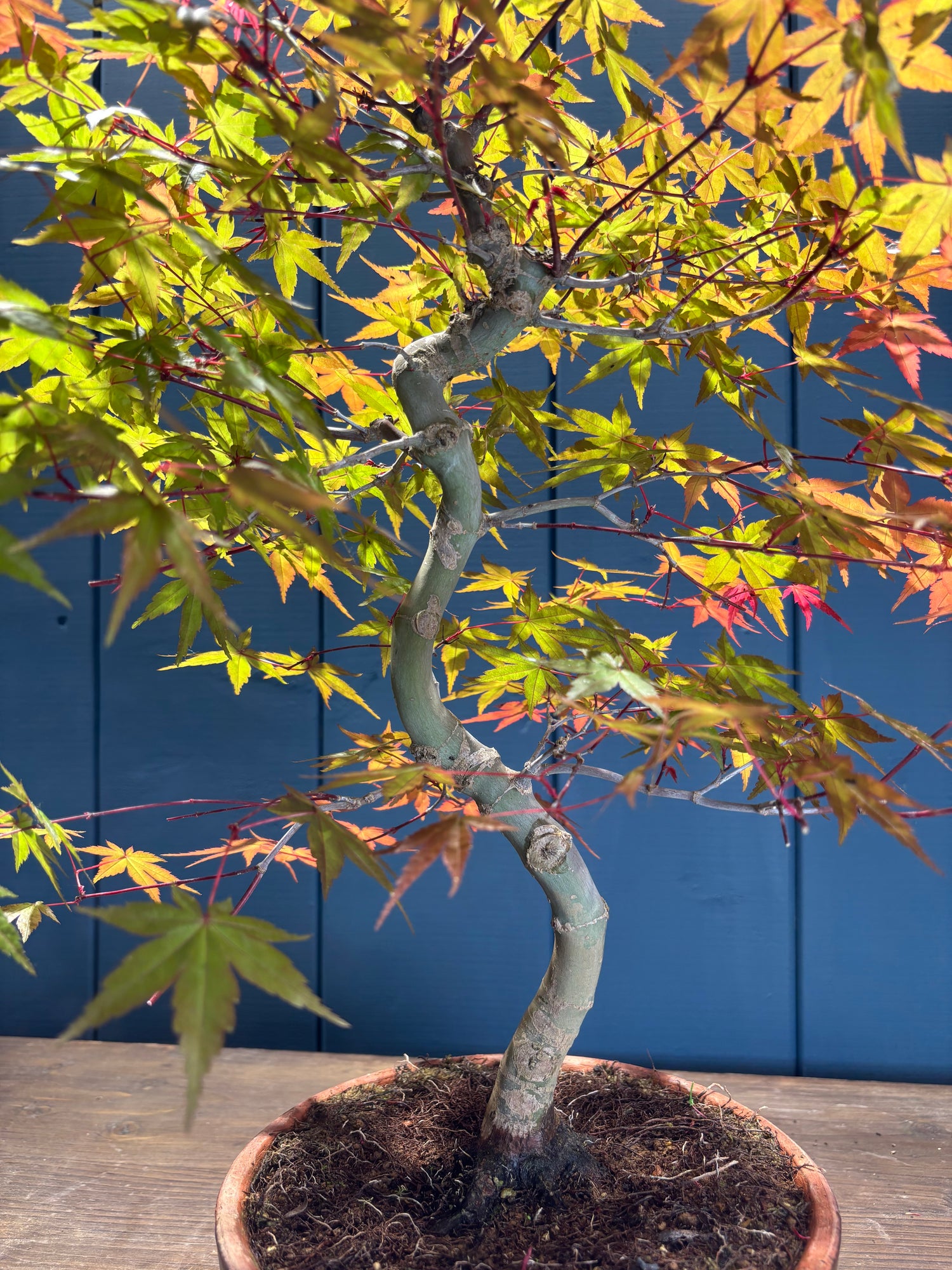 Acer palmatum 'Deshojo' (Erable du Japon)