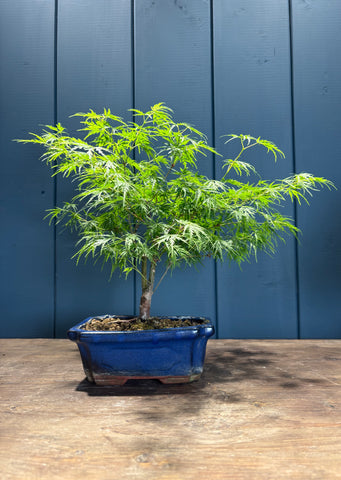 Acer palmatum dissectum (Erable du Japon lacinié)