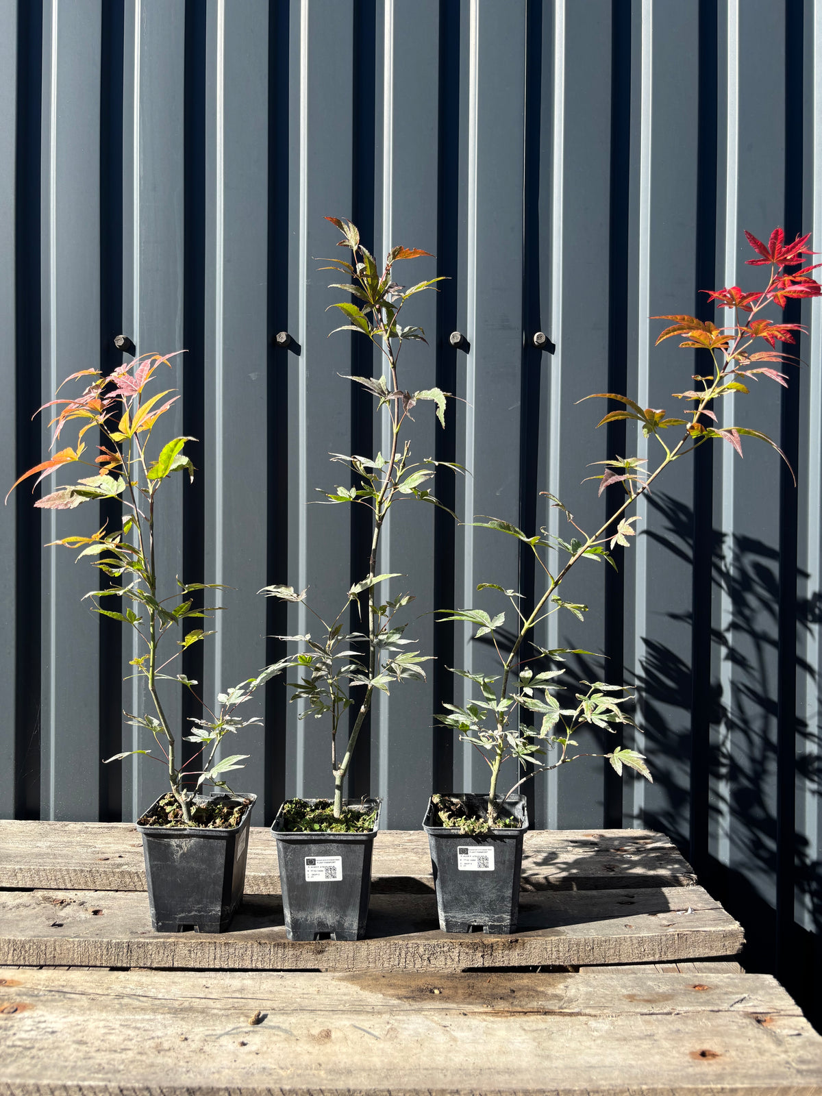 Acer palmatum 'Atropurpureum' (Erable pourpre du Japon) jeuen plant