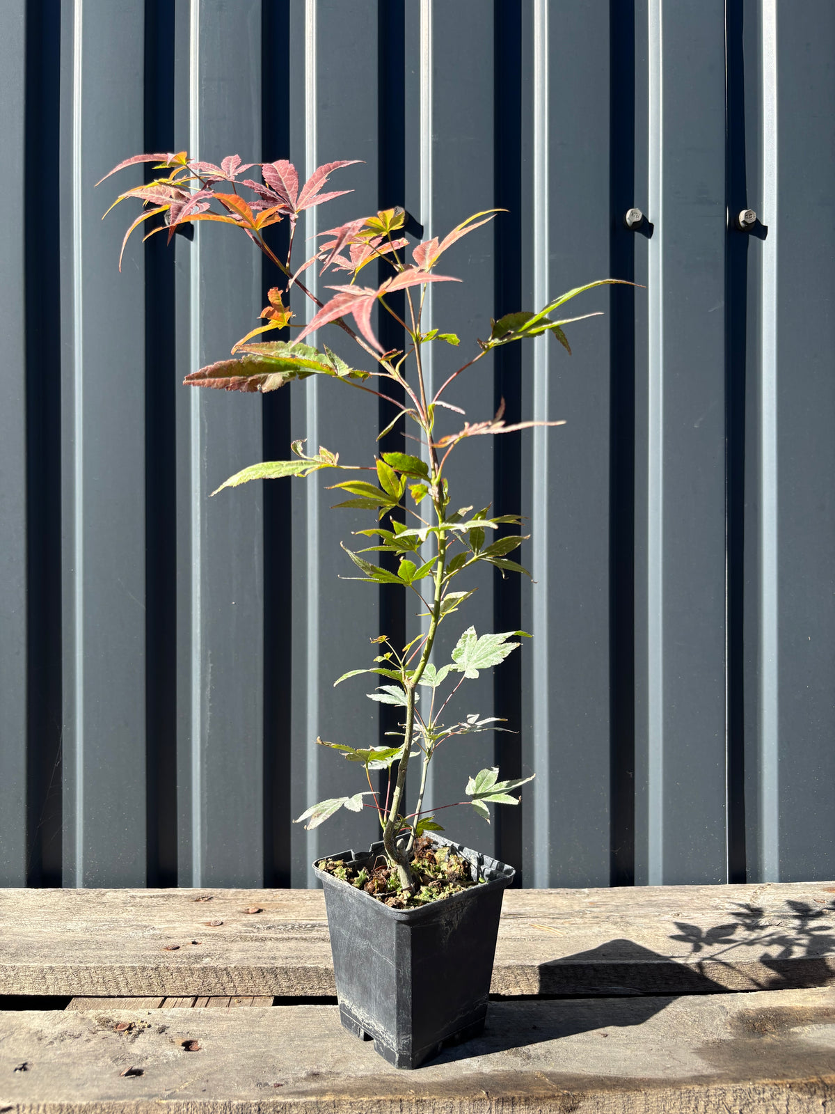 Acer palmatum 'Atropurpureum' (Erable pourpre du Japon) jeuen plant