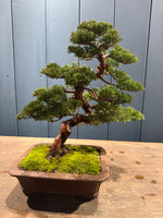 Juniperus chinensis 'Itoigawa' en bonsaï, trunk tordu et branches en nuages vert profond, posé sur socle mossé dans un pot rectangular.