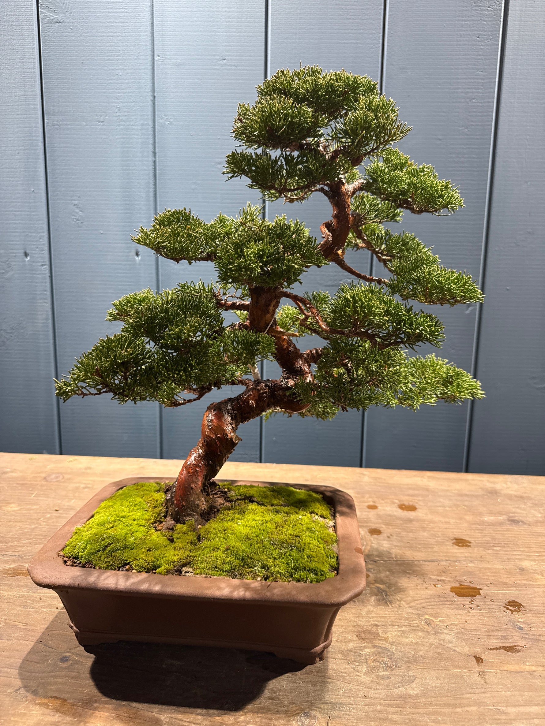 Juniperus chinensis 'Itoigawa' en bonsaï, trunk tordu et branches en nuages vert profond, posé sur socle mossé dans un pot rectangular.