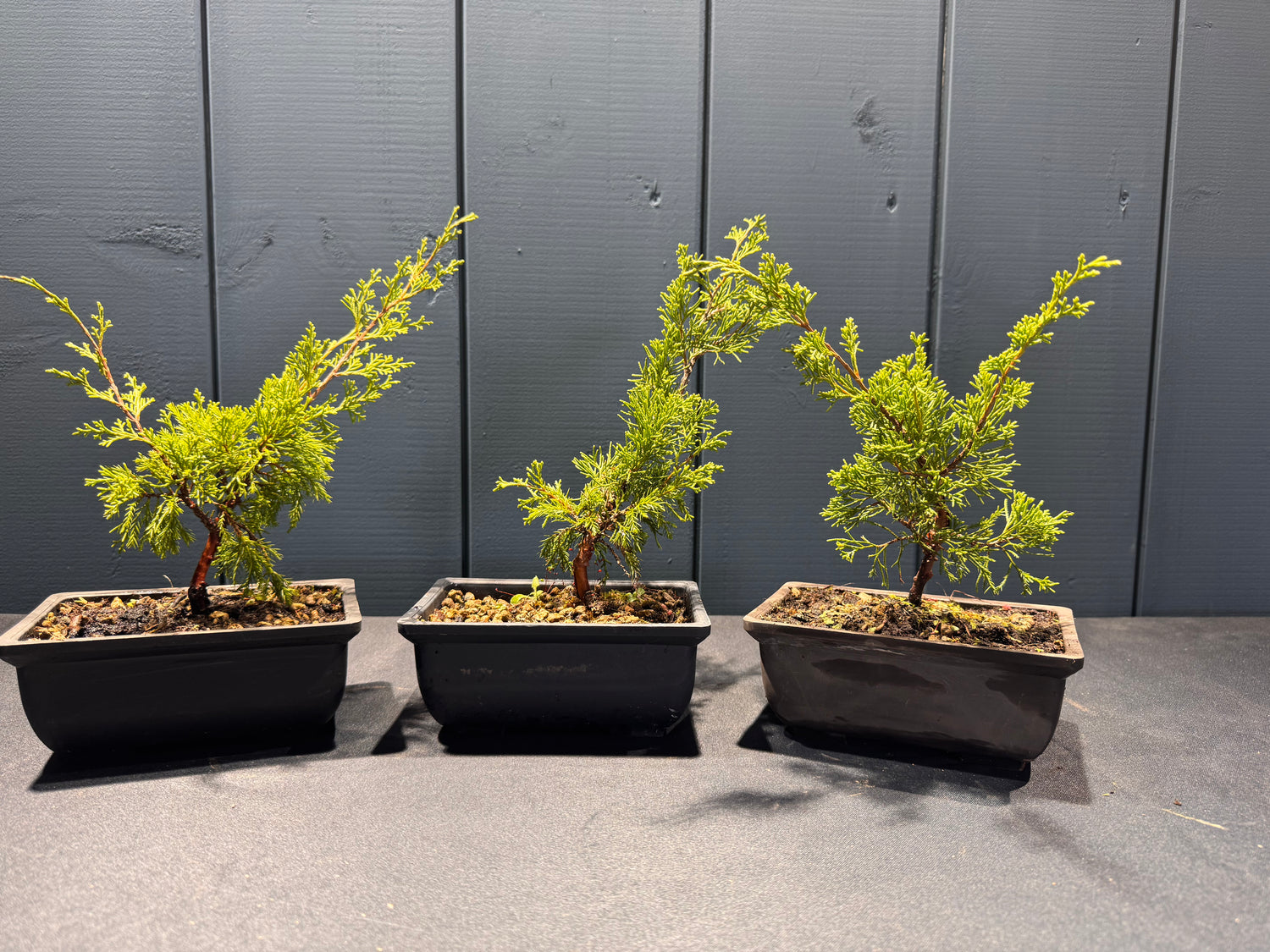 Juniperus chinensis 'Itoigawa'