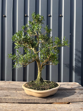 Buxus harlandii (Buis de Chine)