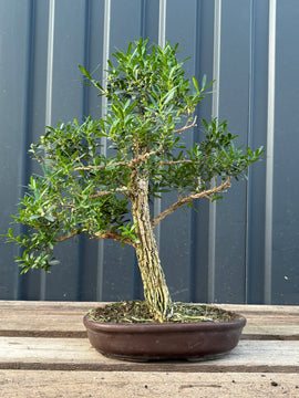 Buxus harlandii (Buis de Chine)