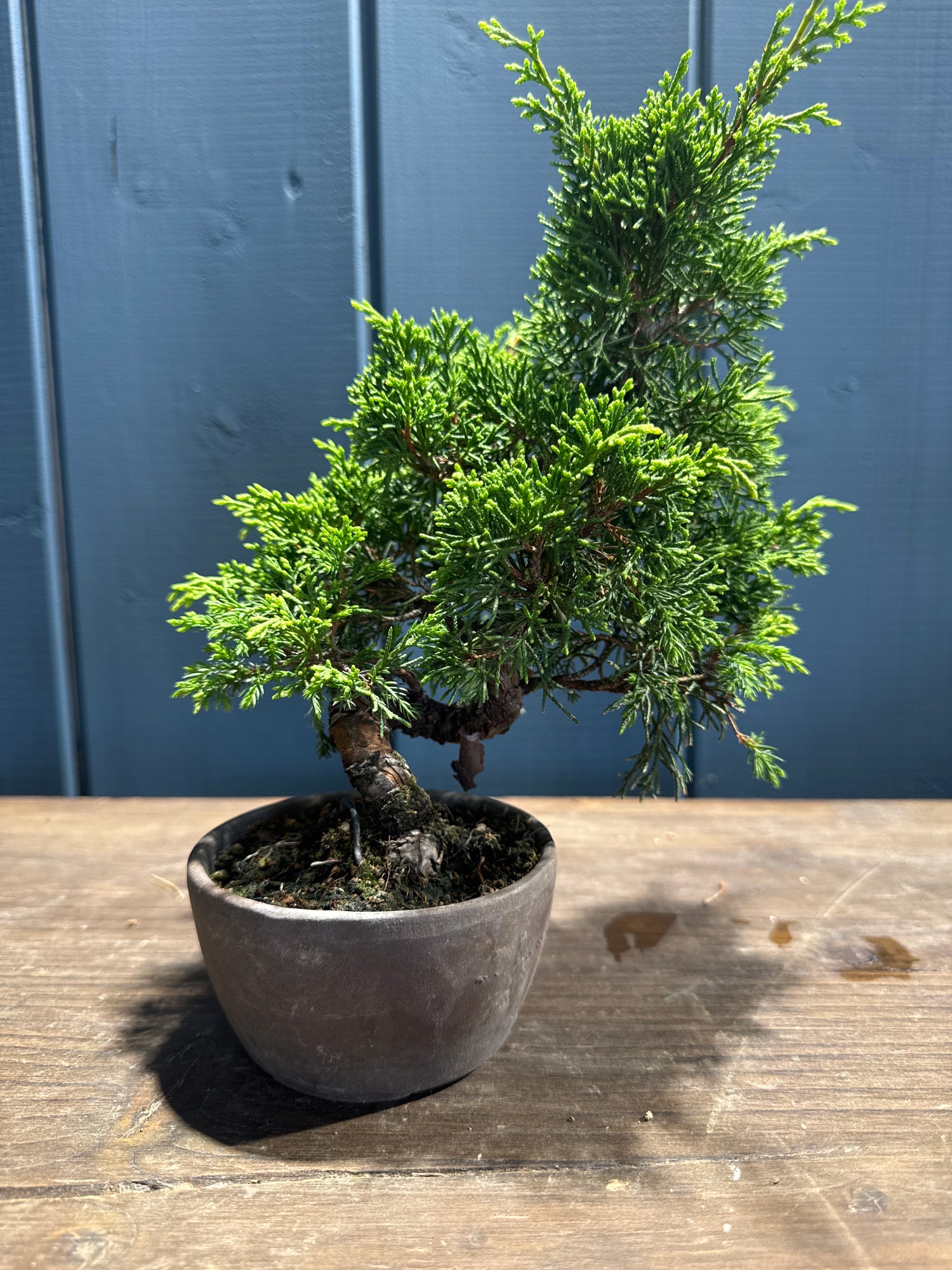 Juniperus chinensis ‘Itoigawa’ JC03