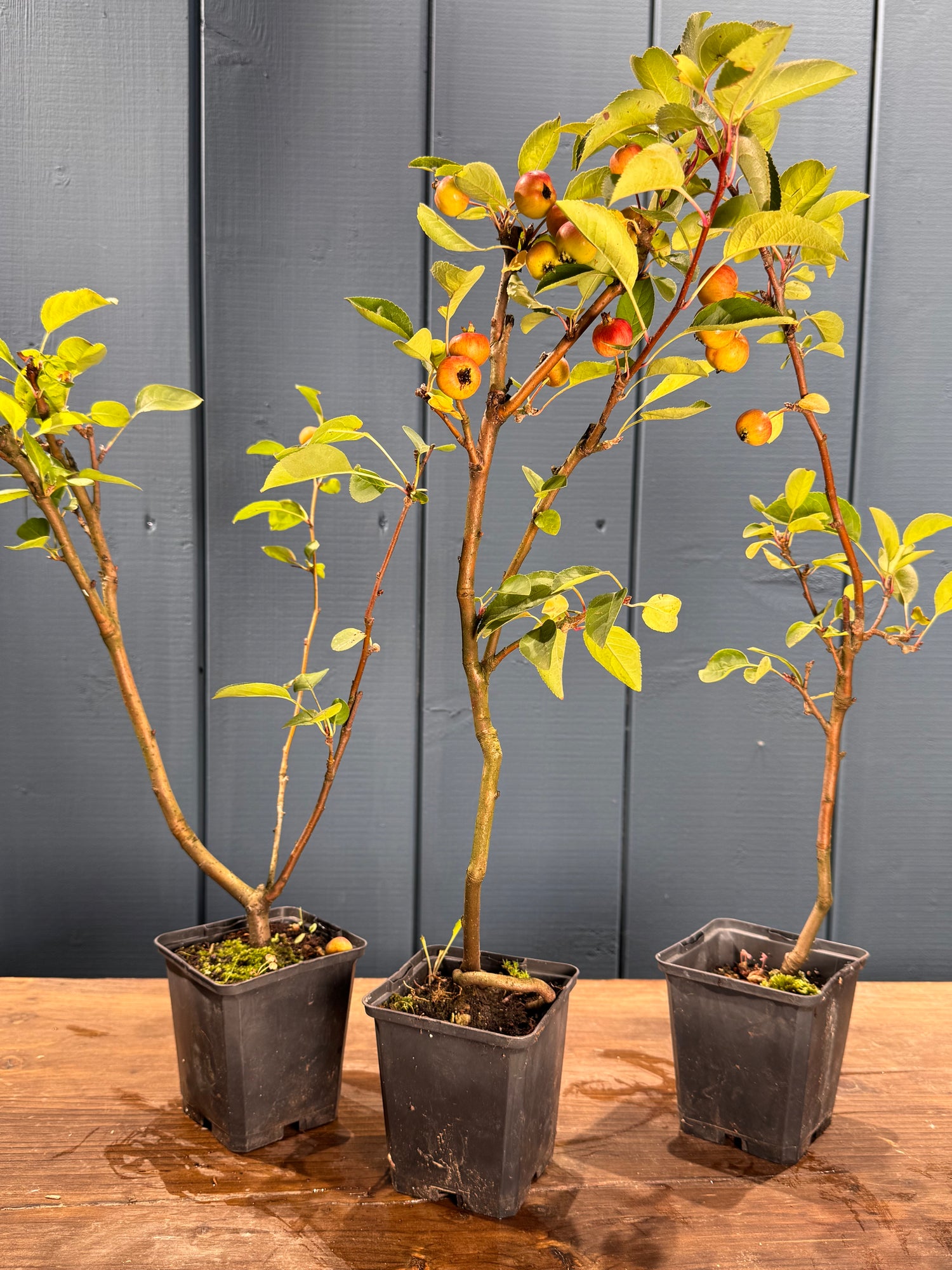 Malus ‘Everest’ (pommier)