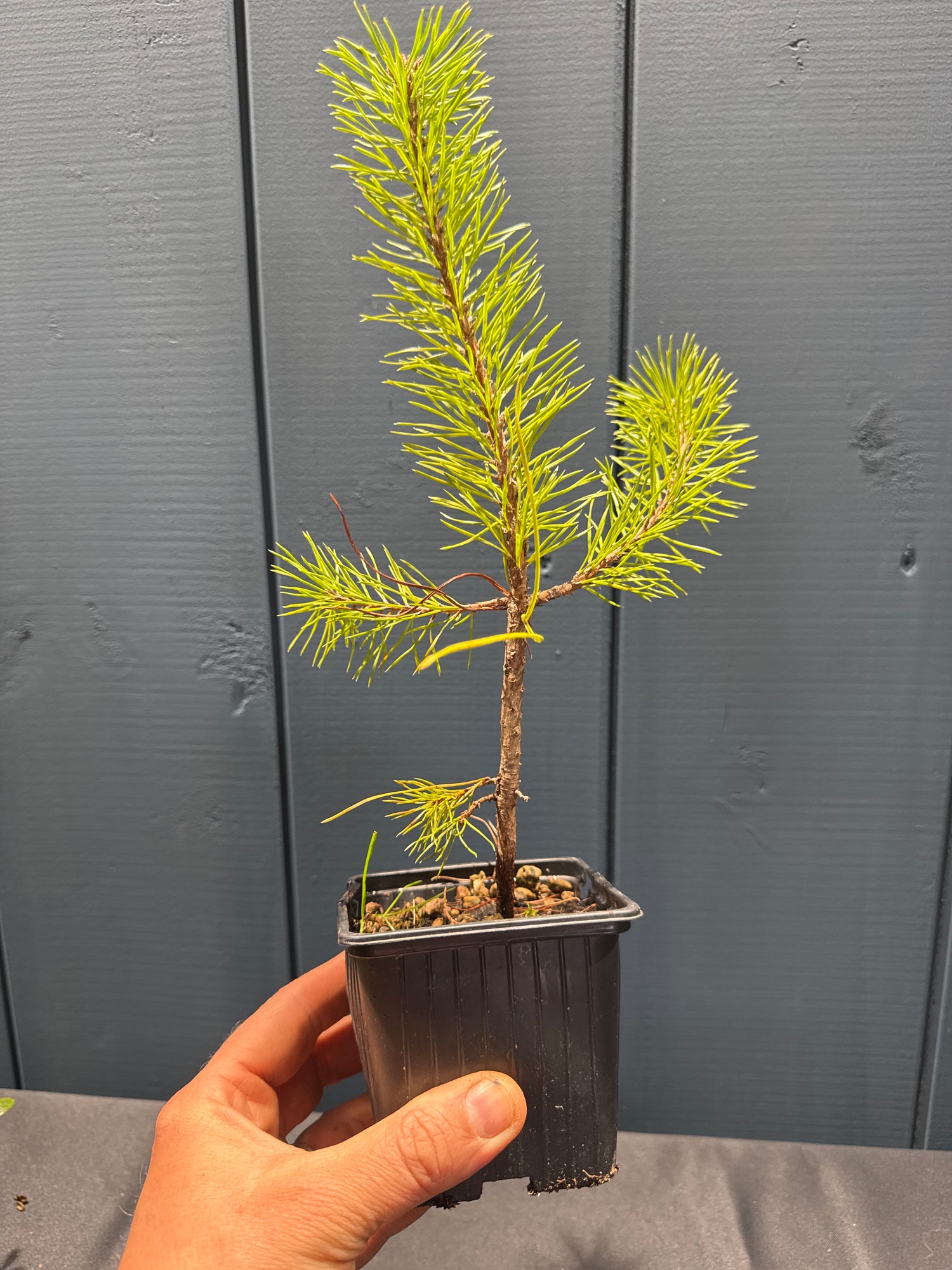 Pinus sylvestris