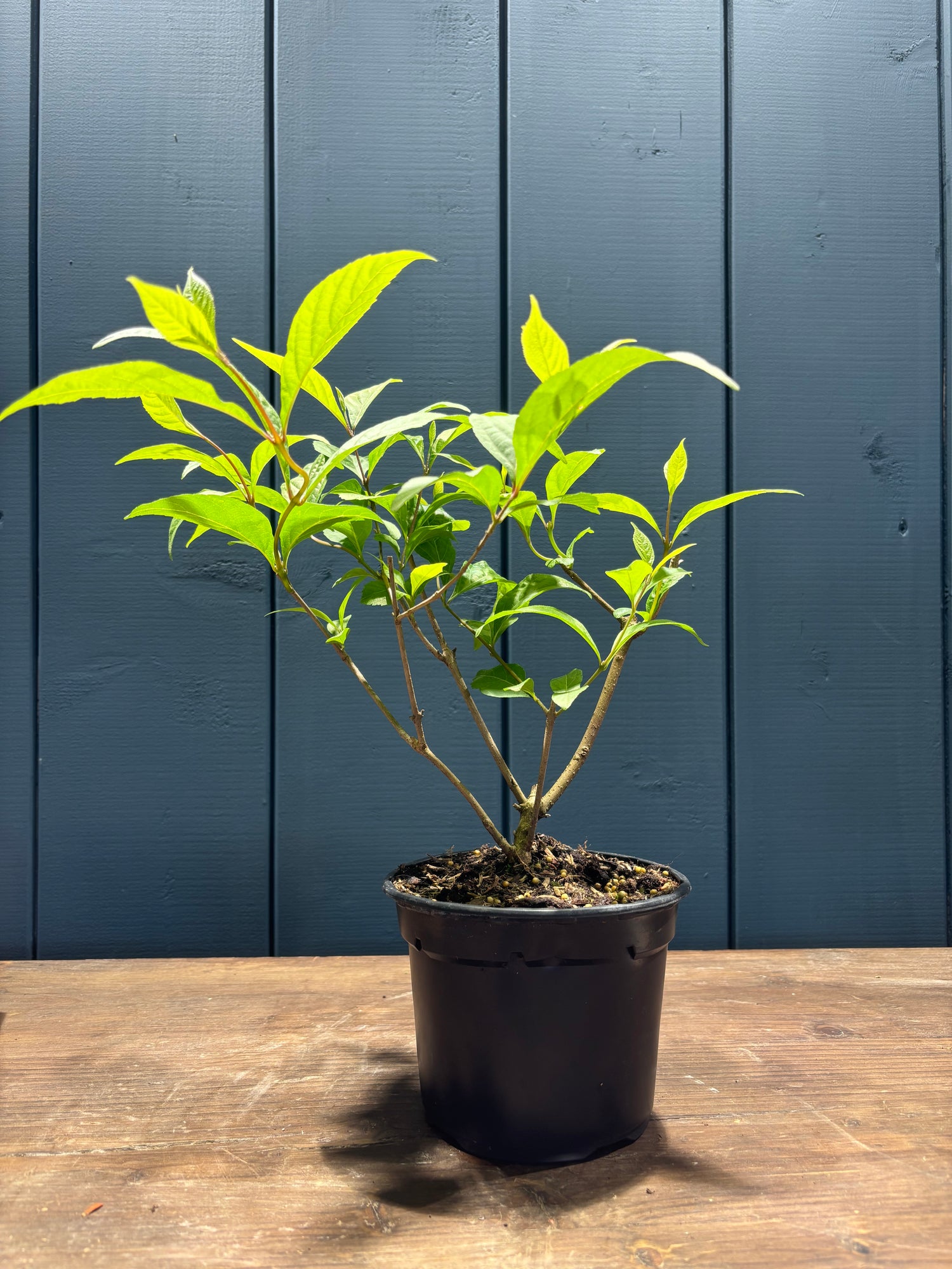 Callicarpa japonica (Callicarpe) jeune plant