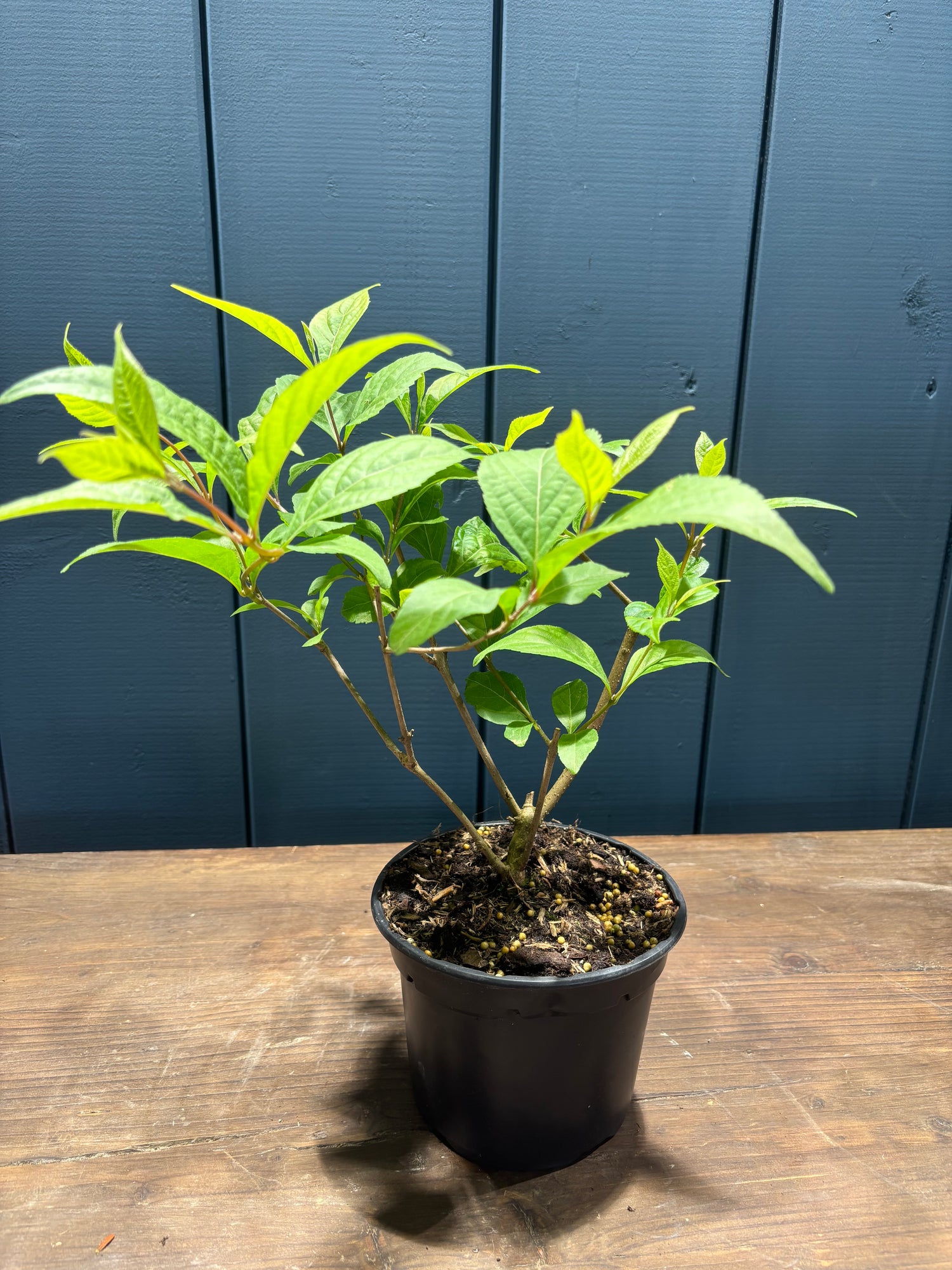 Callicarpa japonica (Callicarpe) jeune plant
