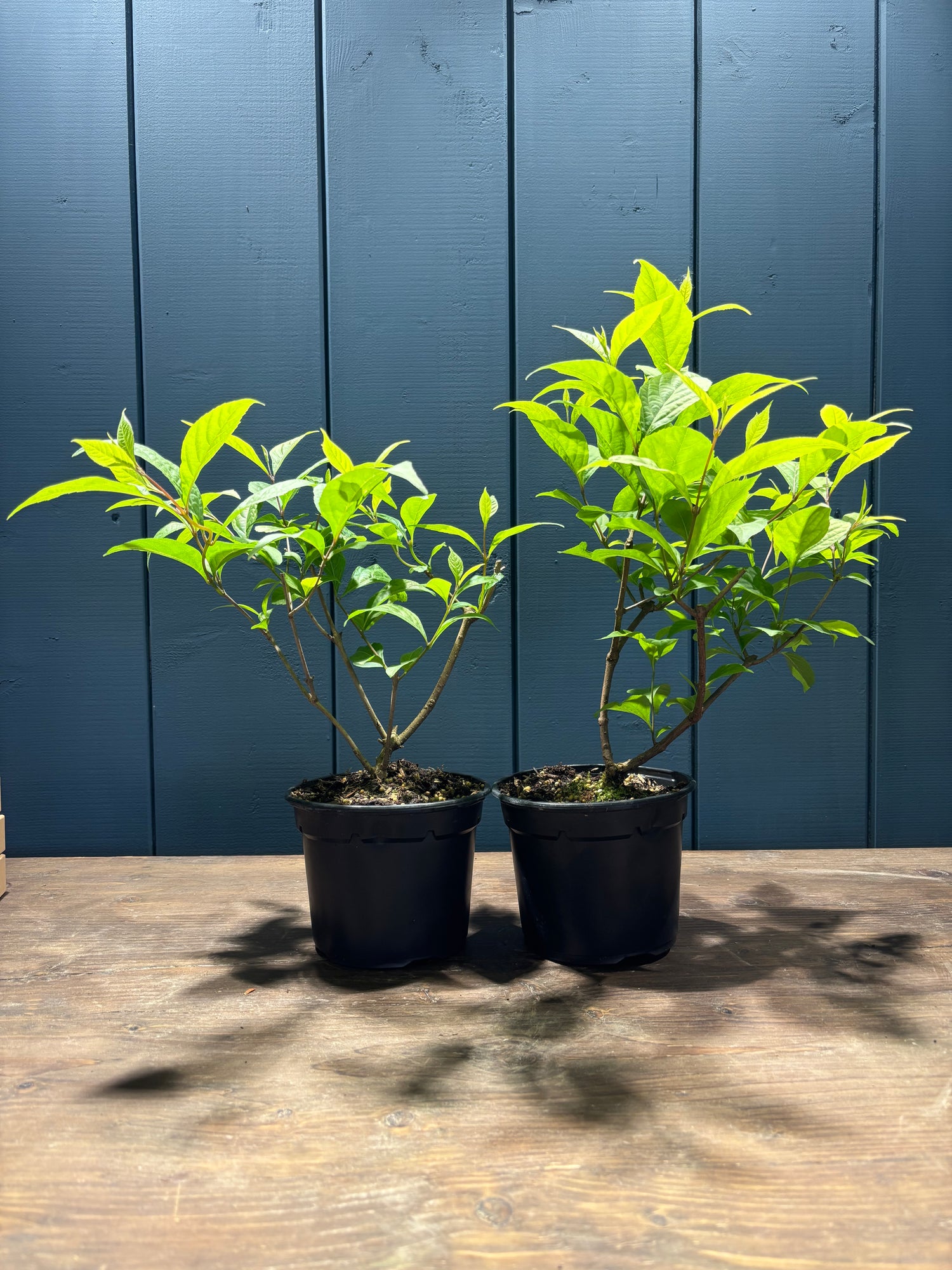 Callicarpa japonica (Callicarpe) jeune plant