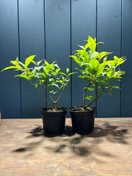 Callicarpa japonica (Callicarpe)