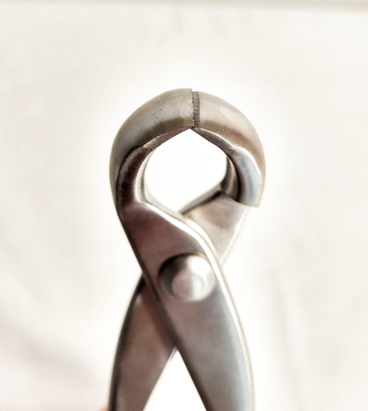 Pince concave ronde en inox - 210mm - Hugo Bonsaï®