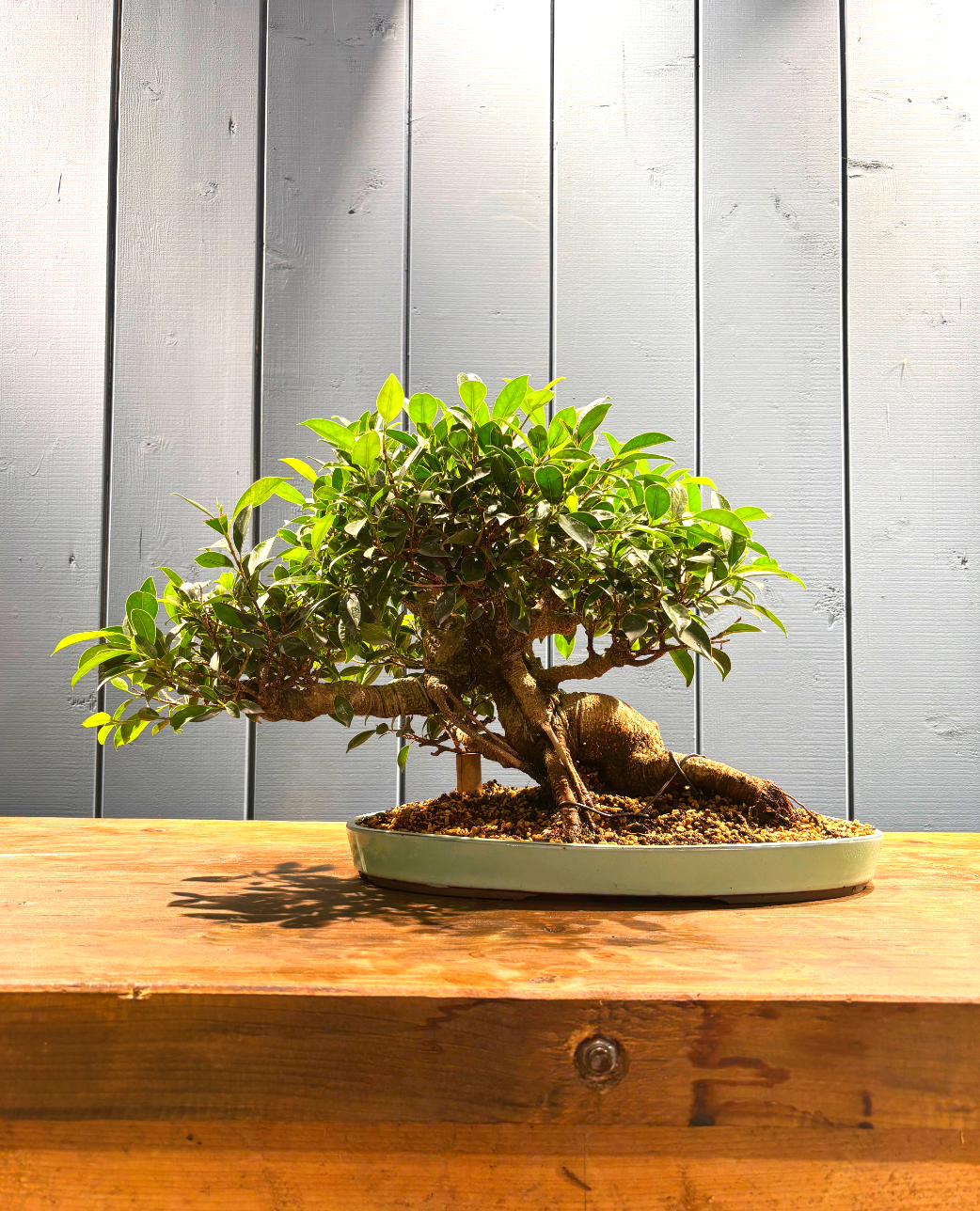 Bonsaï Ficus retusa 24 ans, hauteur 36cm avec pot céramique 4cm, photos juin 2025