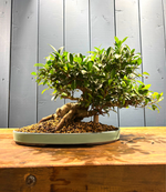 Bonsaï Ficus retusa 24 ans, hauteur 36cm avec pot céramique 4cm, photos juin 2025