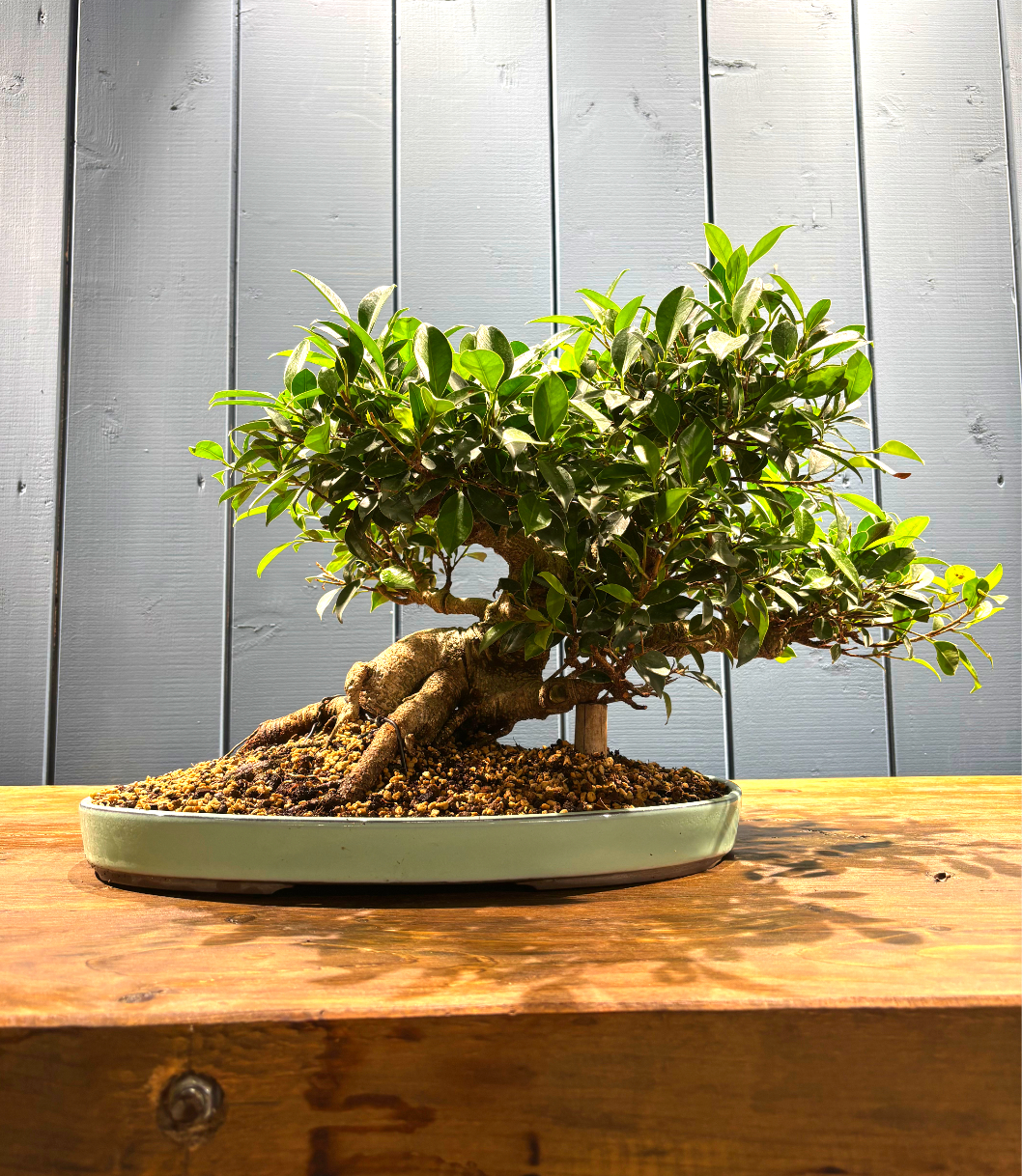 Bonsaï Ficus retusa 24 ans, hauteur 36cm avec pot céramique 4cm, photos juin 2025