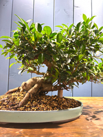 Bonsaï Ficus retusa 24 ans, hauteur 36cm avec pot céramique 4cm, photos juin 2025