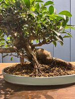 Bonsaï Ficus retusa 24 ans, hauteur 36cm avec pot céramique 4cm, photos juin 2025