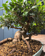 Bonsaï Ficus retusa 24 ans, hauteur 36cm avec pot céramique 4cm, photos juin 2025