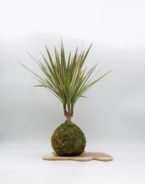 Kokedama Dracaena (Dragonnier de Madagascar)
