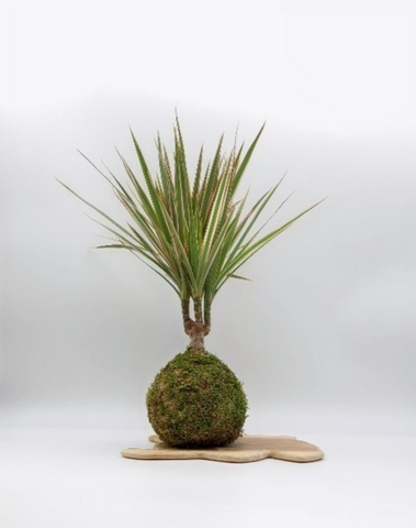 Kokedama Dracaena (Dragonnier de Madagascar)