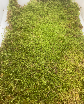 Mousse plate naturelle vivante