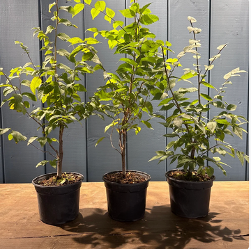 Zelkova serrata