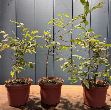 Carpinus japonica