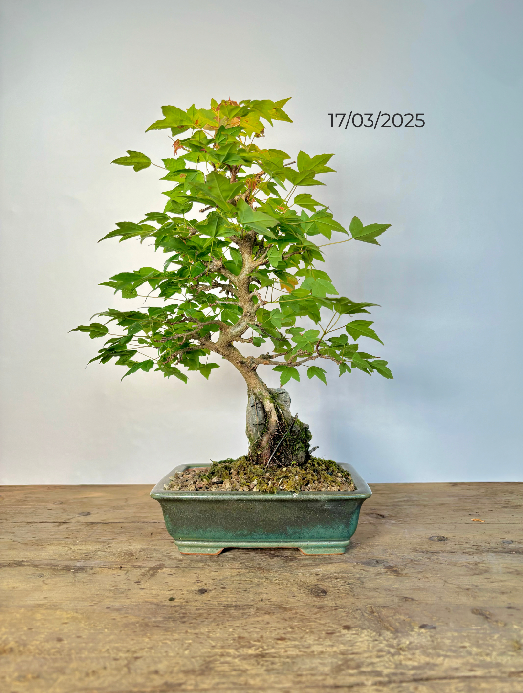 Acer buergerianum sur roche (Erable de Buerger)