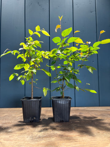 Carpinus japonica (Charme du Japon)