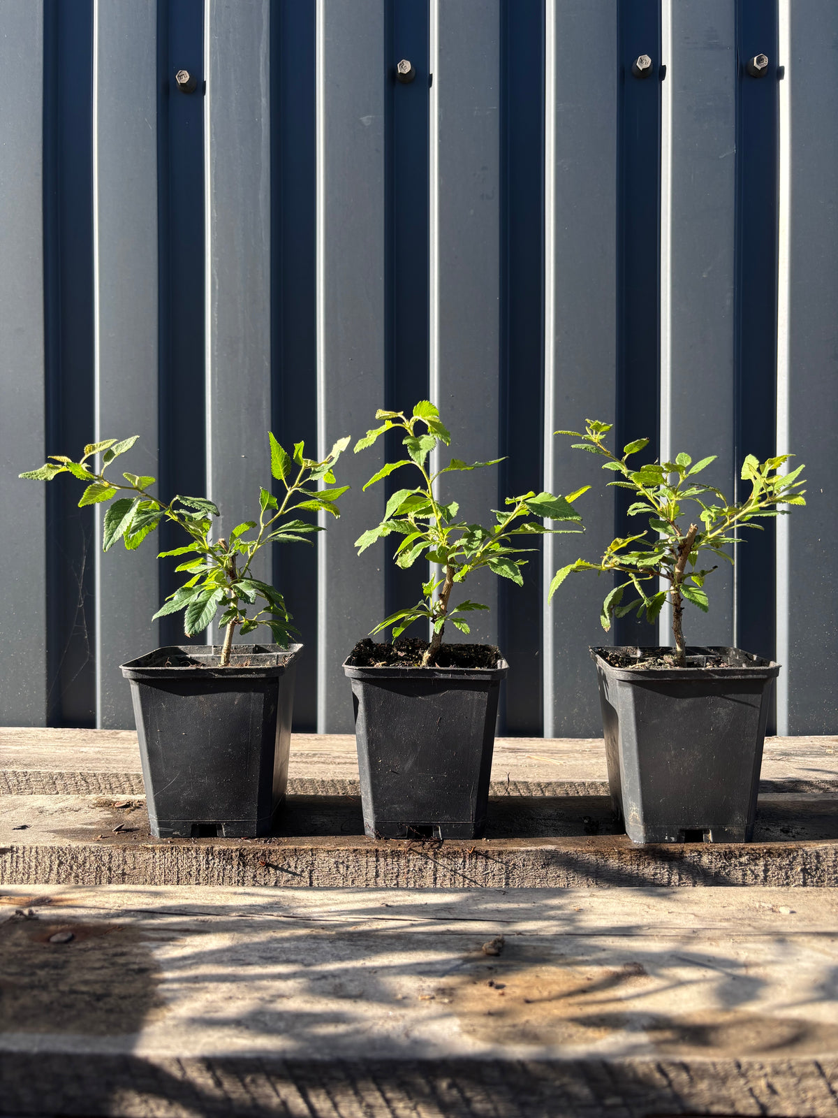 Prunus incisa 'Kojo no mai'