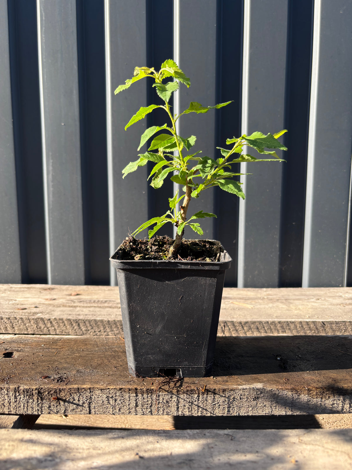 Prunus incisa 'Kojo no mai'