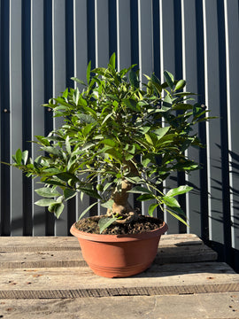 Citrus Ilimencuat (Citronnier Limequat)