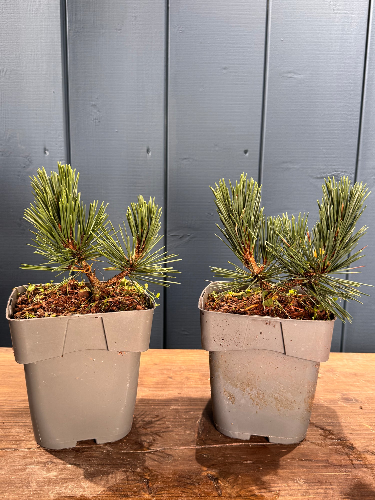 Pinus « Kotobuki »