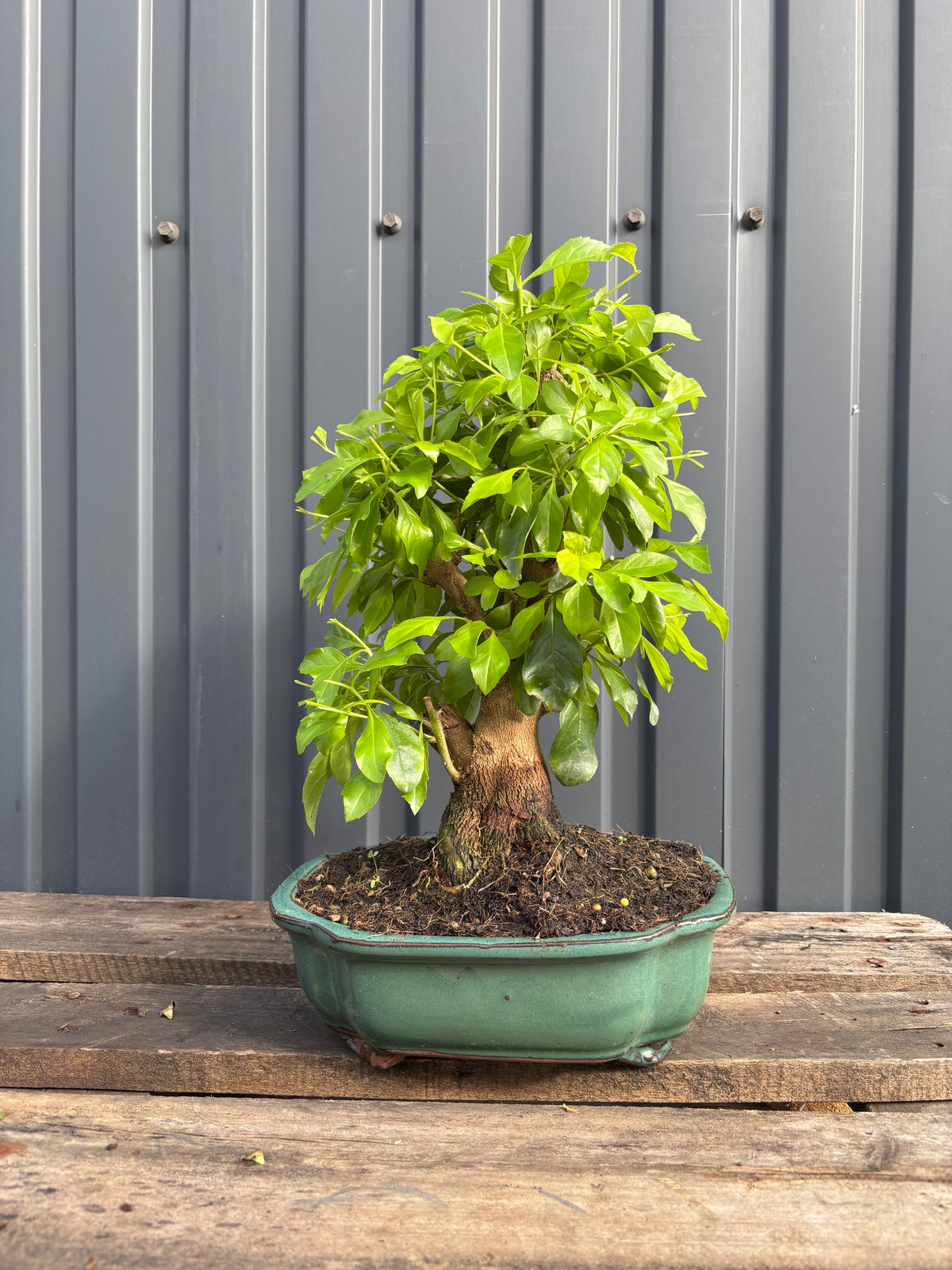 Durantha repens (Vanillier de Cayenne)-DR-03