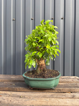 Durantha repens (Vanillier de Cayenne)-DR-03