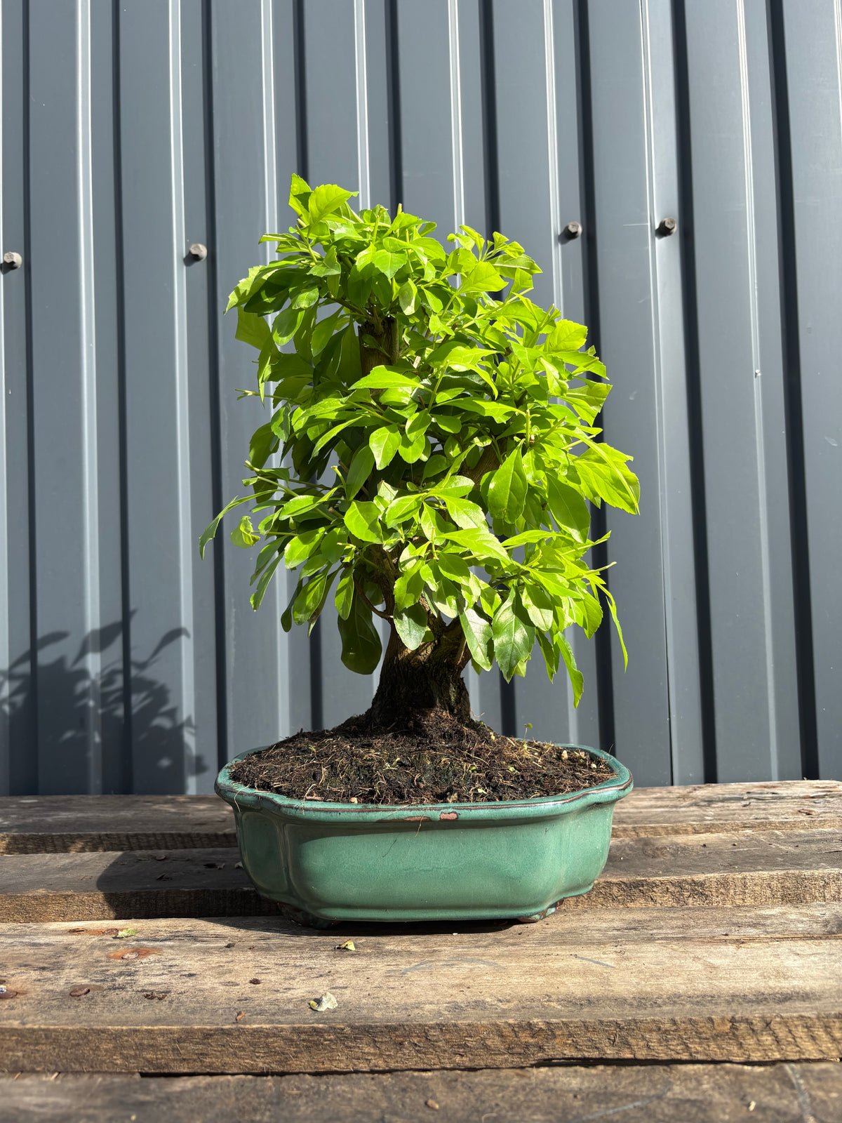 Durantha repens (Vanillier de Cayenne)-DR-03