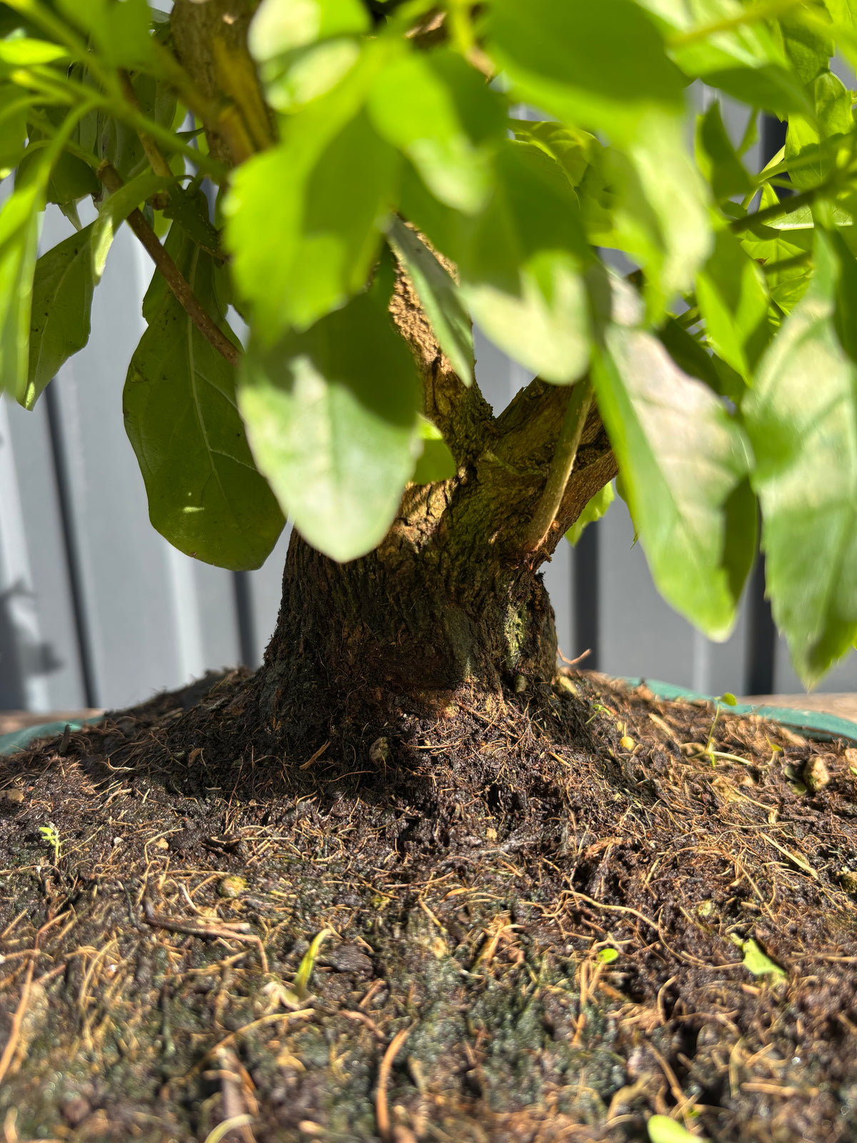 Durantha repens (Vanillier de Cayenne)-DR-03