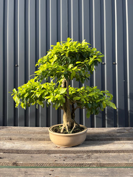 Durantha repens (Vanillier de Cayenne)-DR-05