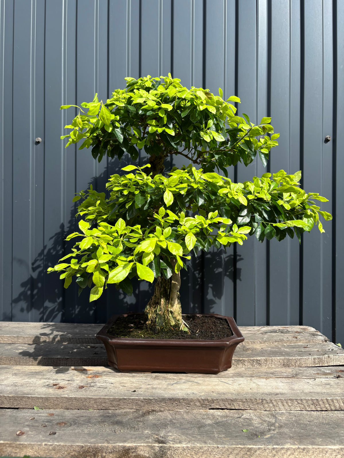 Durantha repens (Vanillier de Cayenne)-DR-04