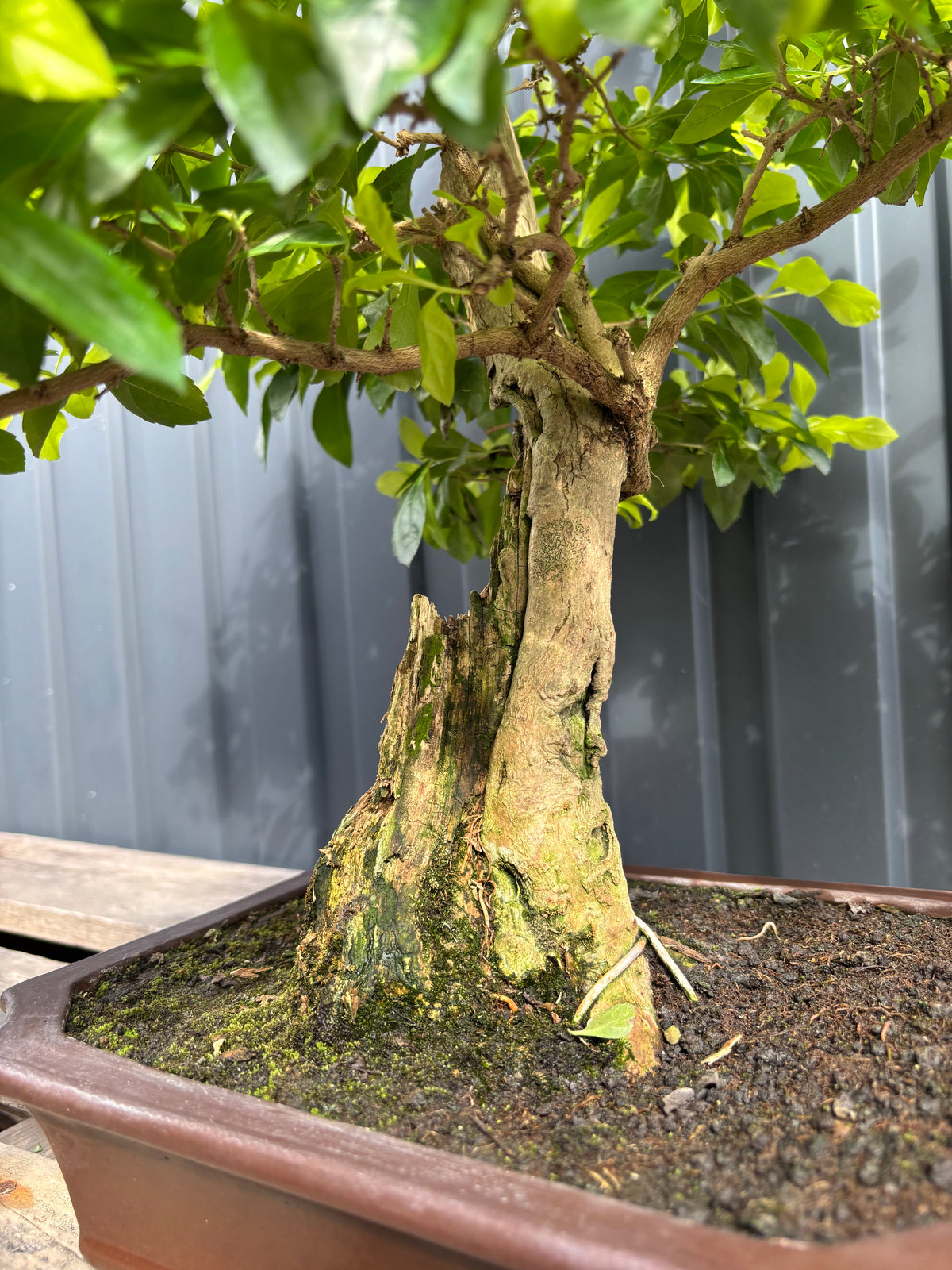 Durantha repens (Vanillier de Cayenne)-DR-04