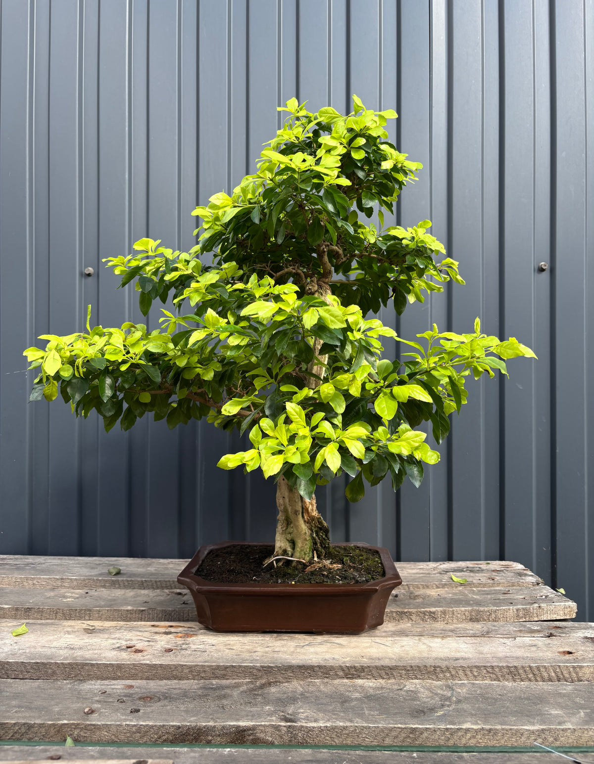 Durantha repens (Vanillier de Cayenne)-DR-04
