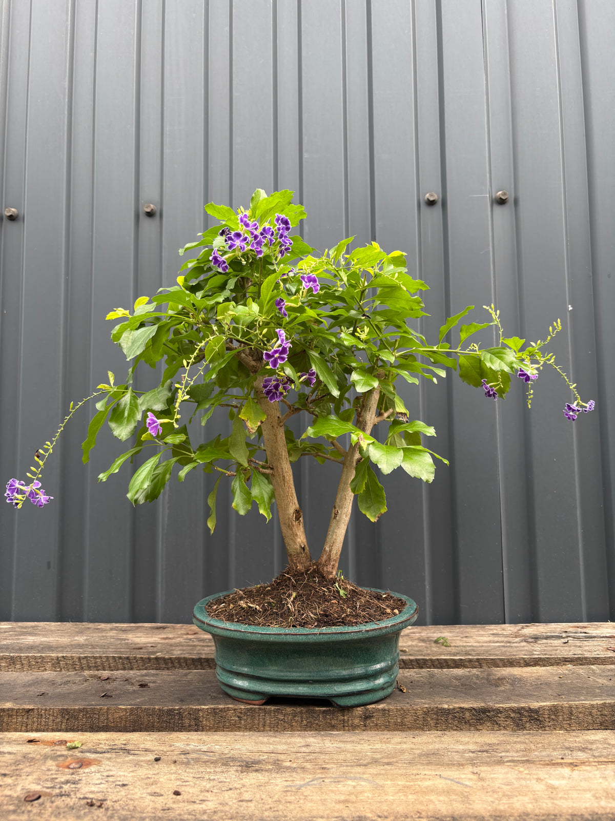 Durantha repens (Vanillier de Cayenne)-DR-01