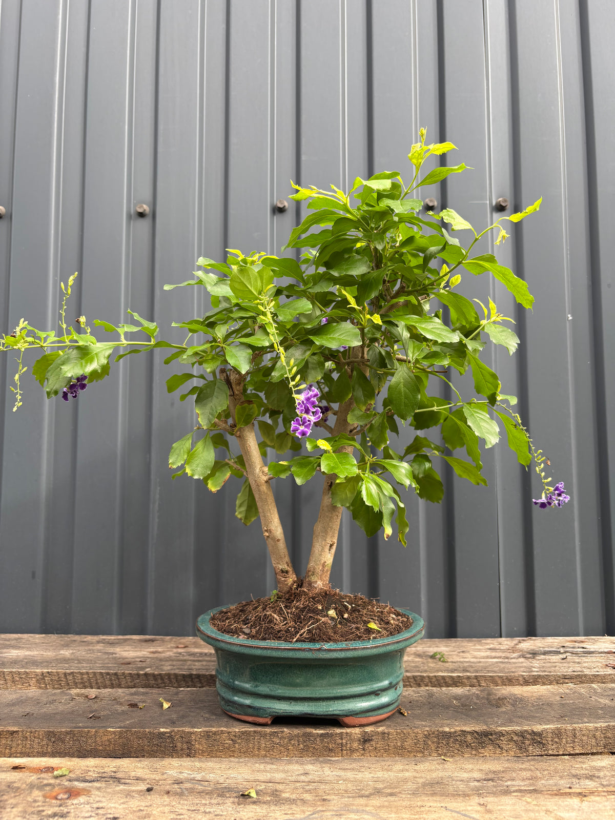 Durantha repens (Vanillier de Cayenne)-DR-01