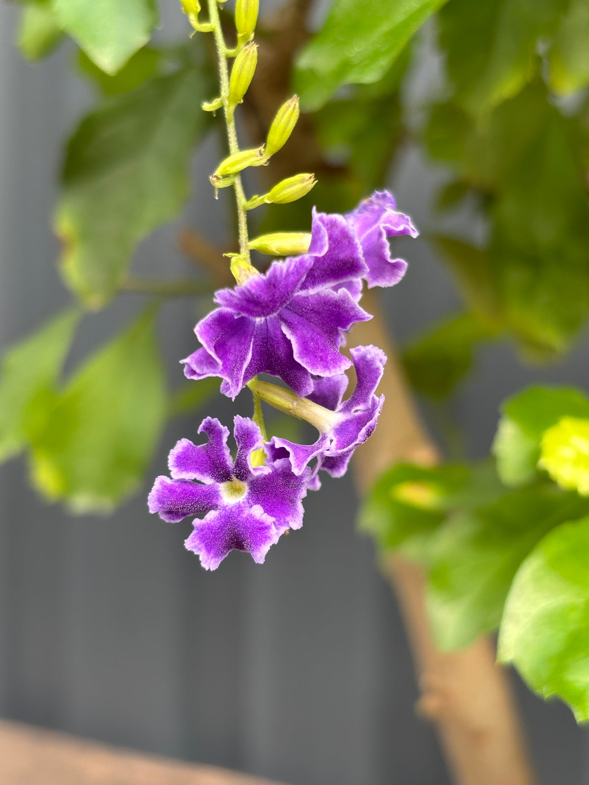Durantha repens (Vanillier de Cayenne)-DR-01