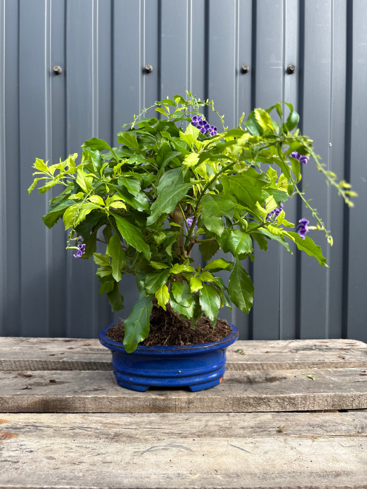 Durantha repens (Vanillier de Cayenne)-DR-02
