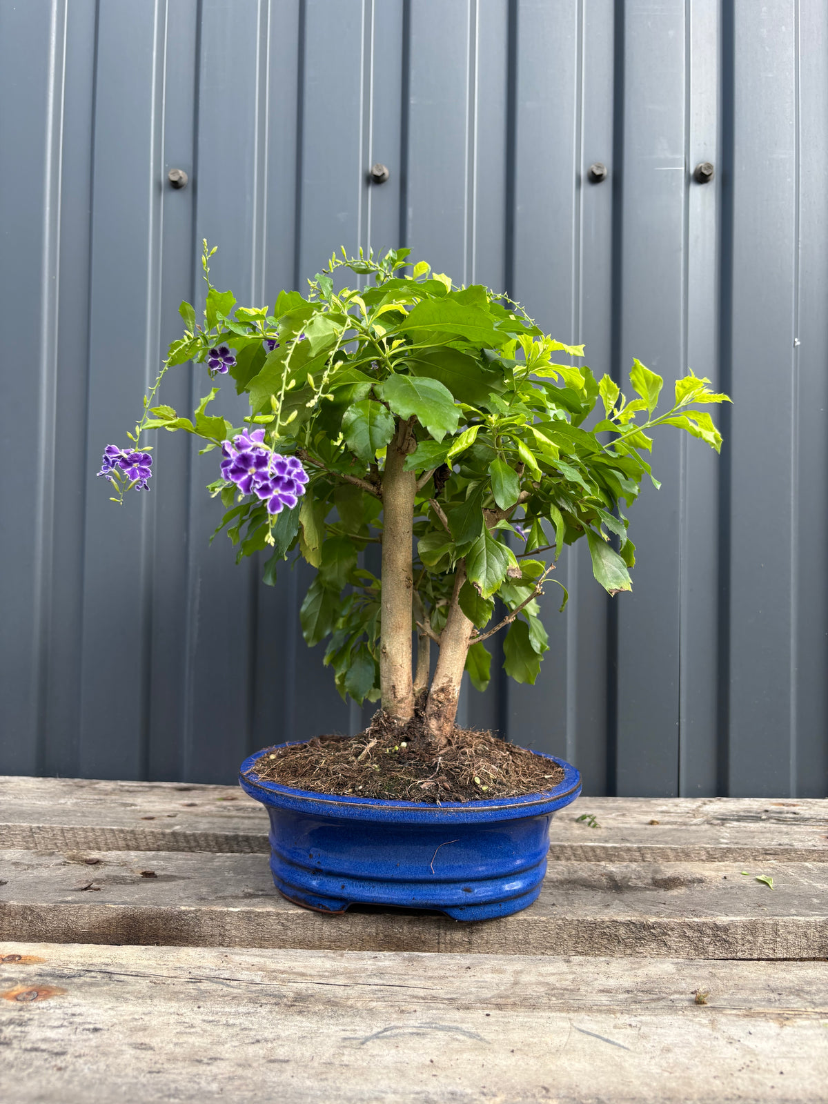 Durantha repens (Vanillier de Cayenne)-DR-02