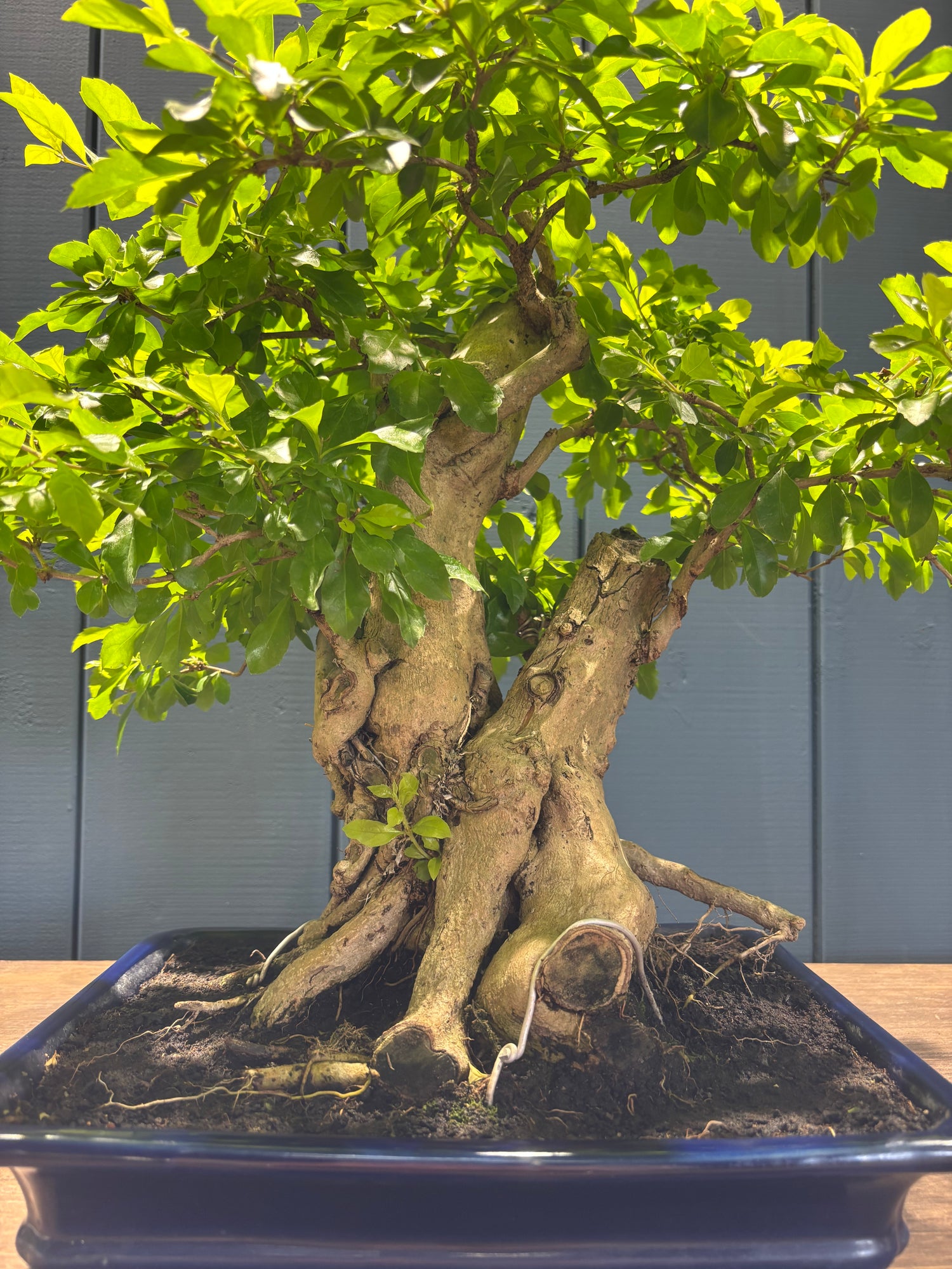Durantha repens (Vanillier de Cayenne)